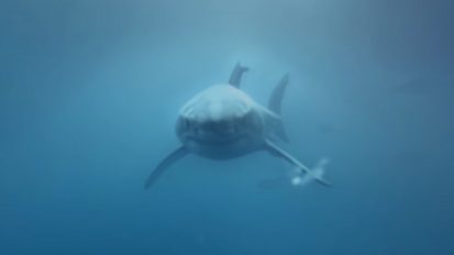 Samsung – Shark Dive
